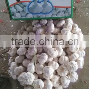 Normal White Garlic thumbnail-5