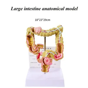 Human Anatomical Model Medical Training Model Skeletal Model thumbnail-5
