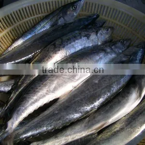 Frozen Spanish Mackerel Supplier thumbnail-4