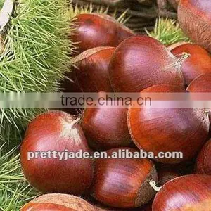High Quality Chinese Fresh Chestnut for Sale thumbnail-1