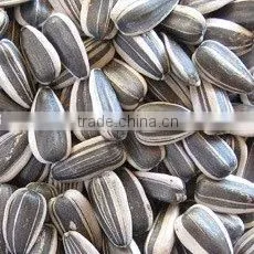 Melon Seeds thumbnail-1