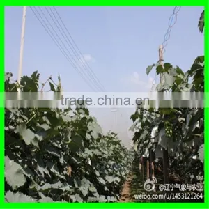 Anti Hail Systems/ Anti Hail Net / Hail Protection Nets for Agriculture thumbnail-3