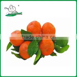 Mandarin Orange/Fresh Mandarin Orange/ Fresh Orange thumbnail-1