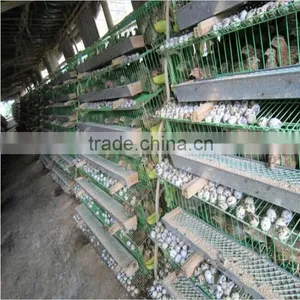 Galvanized Steel h Type Quail Cages With Accessories thumbnail-1
