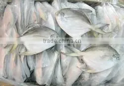 GRADE A Whole Round Frozen Golden/Black/silver Pomfret Fish thumbnail-3