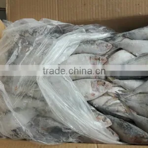 FROZEN SARDINE WHOLE ROUND thumbnail-3