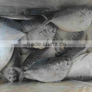 Frozen Whole Round Moon Fish, Frozen Fishes, Best Quality Frozen Fishes thumbnail-5