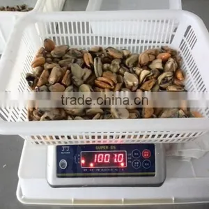Frozen Blue Mussel Meat thumbnail-3