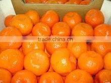 HONEY MANDARIN thumbnail-4