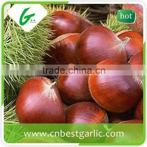 Horse Fresh Chestnut Oil thumbnail-4