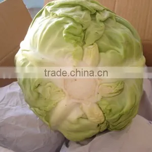 Round Cabbage/Flat Cabbage thumbnail-5