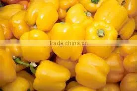 FRESH CAPSICUM ( RED - YELLOW - GREEN ) thumbnail-1
