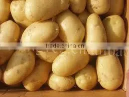 Chinese Farm Fresh Potato thumbnail-1