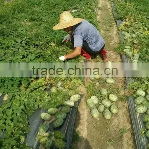 The Horned Melon Seeds Cucumis Metuliferus Melano Jelly Melon Seeds For Growing thumbnail-5