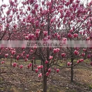 2016 Newest Purple Magnolia Seeds Mulan Tree Seeds For Planting thumbnail-4