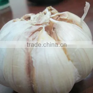 FRESH GARLIC thumbnail-3