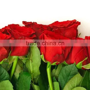 Wholesale Grade A Fresh Roses From India Fresh Rose Petals thumbnail-1