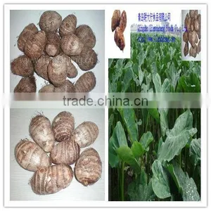 Authenticated GAP/HALAL Chinese Frozen Taro Root Plant thumbnail-1