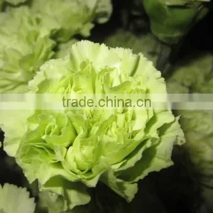 Fresh Cut Flower Carnation All Colour Mother's Day thumbnail-4