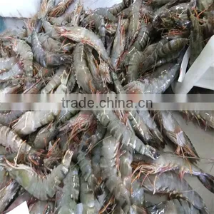 Frozen Sweet Shrimp thumbnail-1