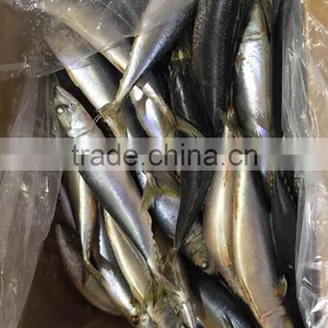 2016 Landing Sea Frozen Mackerel 300-500g thumbnail-4