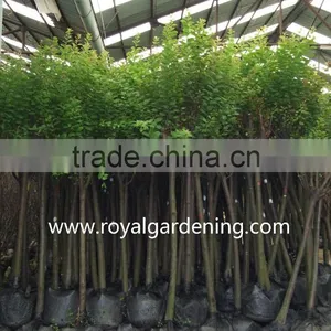 Prunus Cerasifera Trees thumbnail-1