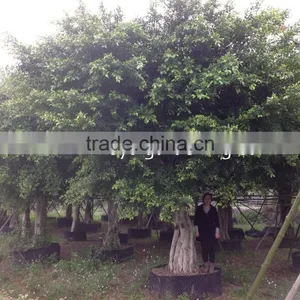Large Ficus Nitida and Ficus Microcarpa thumbnail-1