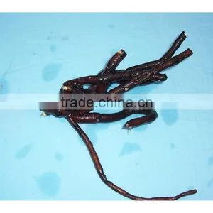 Tree Peony Plant Root 3 Years Old 3 Shoots (branches)02 thumbnail-1