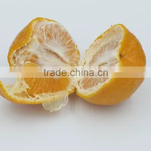 In 2016 Yongchun Fresh Citrus Fragrant and Sweet Bright Red High Sugar thumbnail-4