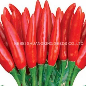 Hybrid Hot Chili Pepper Seeds Capsicum Seeds With Competitive Price thumbnail-2