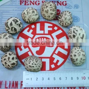 Dried Tea Flower Mushrooms thumbnail-3