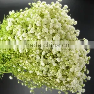 Special Unique Nature Preserved Gypsophila thumbnail-4