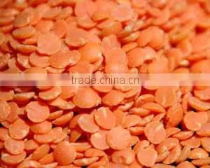 Fresh Indian Red Lentil thumbnail-4