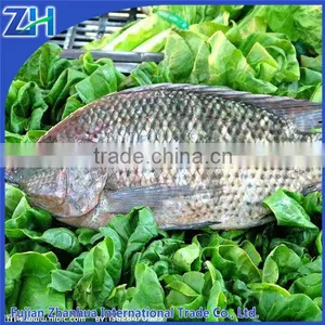 Frozen Tilapia Mossambica Gutted and Scaled wr thumbnail-1