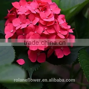 Low Price And High Quality Natural White Hydrangea Hydrangeas For Wedding From Kunming, Yunnan thumbnail-5