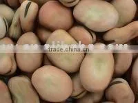 Broad Bean--reasonable Price thumbnail-1