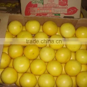 Yellow Grapefruit thumbnail-2