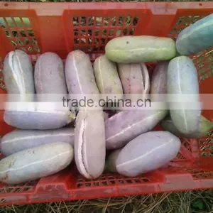 High Quality Rare Fruit Tree Seeds For Planting Holboellia Latifolia Wall Seeds thumbnail-5