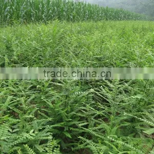 2015 Gleditsia Sinensis Lam Seeds For Growing thumbnail-6