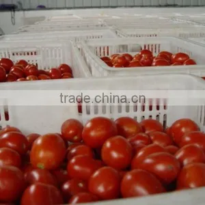 Specification Fresh Tomato, Bulk Tomato Paste Tomato Sauce Tomato Paste Brands thumbnail-1