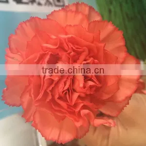 Cheap Big Carnations Heads for Wholesale thumbnail-2