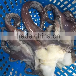 Wholesale Illex Squid Head Tentacle Sleeve Fish to Exporter thumbnail-2