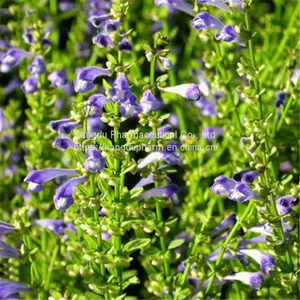 100% Natural Scutellaria Baicalensis Extract Baicalin 90% Powder thumbnail-5