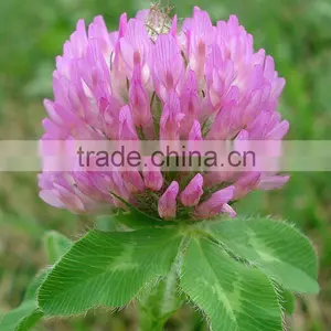 Red Clover Extract/Isoflavones 2.5% 10% 20% 40% thumbnail-1