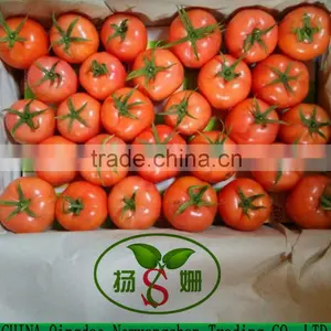 Tomato thumbnail-1