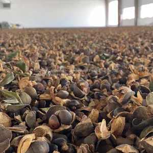 100% Organic Supreme Quality Camellia Seed Oil Extracted by CO2 (Edible/Cosmetic) thumbnail-4