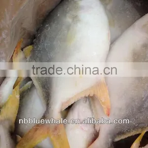 300-500G 400-600G 500-700G 800G UP Pompano Fish thumbnail-1