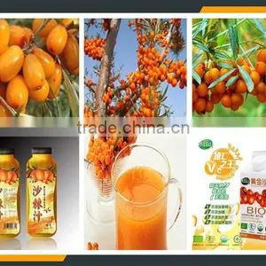 Leader Hot Sales Seabuckthorn Wine Process Line With Website:leaderservice005 thumbnail-5