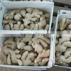 Ginger thumbnail-2