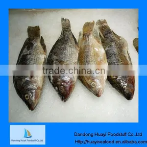 High Quality Frozen Tilapia Whole Round thumbnail-1